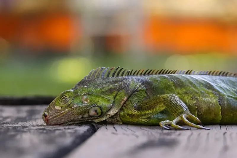 ▲強烈冰風暴襲擊美國，佛羅裡達州南邁阿密，一隻被凍僵的鬣蜥一動不動地躺在房子的露台上。（圖／美聯社／達志影像）