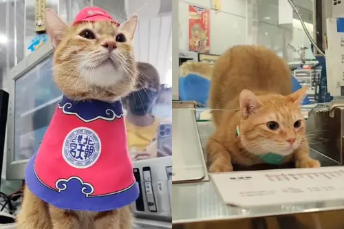 高捷貓站長「蜜柑」2026首次上工！執勤換裝賺罐罐　6萬粉絲暴動
