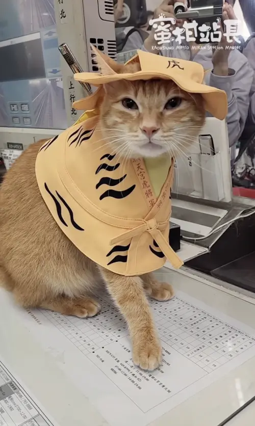 ▲蜜柑陸續換上虎爺、北港朝天宮的衣服，並在服務台內的辦公桌上走來走去，相當努力值勤。（圖／翻攝自Threads@krtcmikan）