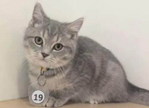 嘉義28隻品種貓搶認養！中籤率0.65%　2/8直播抽籤：名單、時間曝
