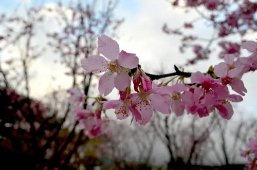 ▲2026陽明山花季已正式揭幕，將持續至3月15日。（圖／陽明山花季官網www.flowersfestival.taipei/）
