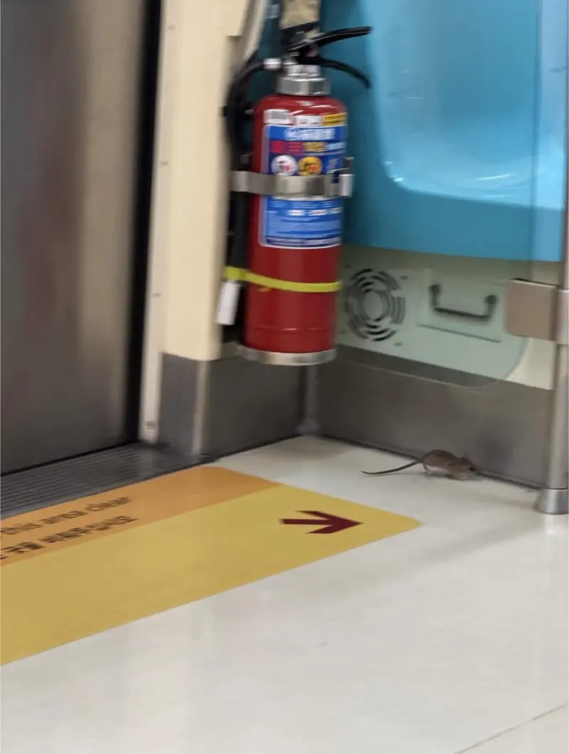 ▲北捷松山新店線竟然看到老鼠搭捷運。（圖／Threads網友@kyeh318授權)