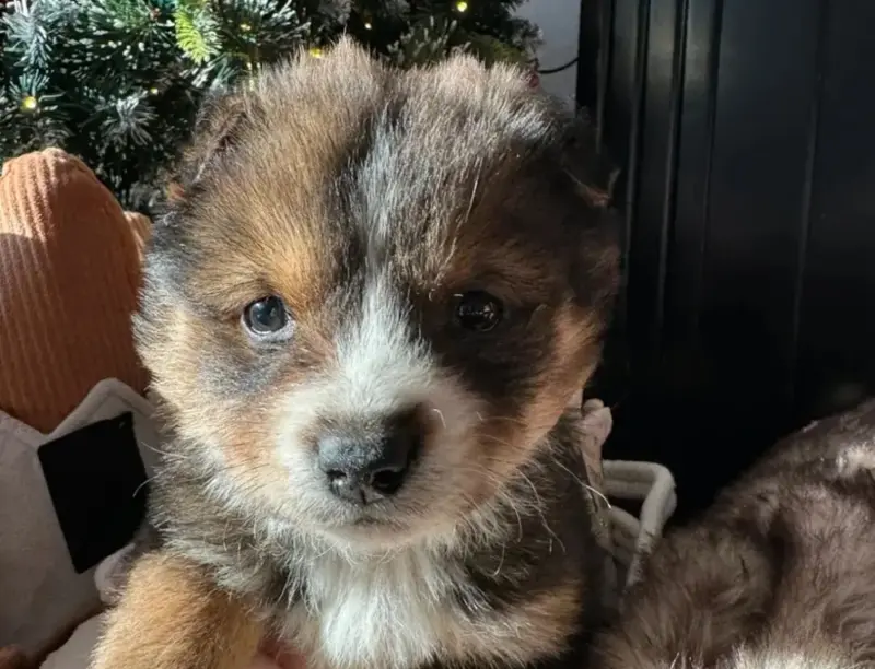 ▲大陸有位好心人出門撿到一隻「無耳小狗」，但養了4個月後，發現狗狗越長越神奇，讓她驚呼「到底是什麼品種」。（圖／翻攝搜狐）