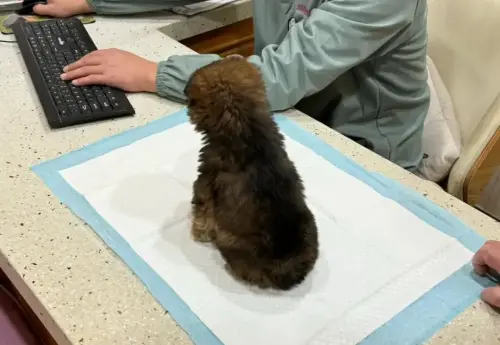 ▲經過獸醫檢查，狗狗身體非常健康，只有輕微貧血，估計只出生不到1個月。（圖／翻攝搜狐）