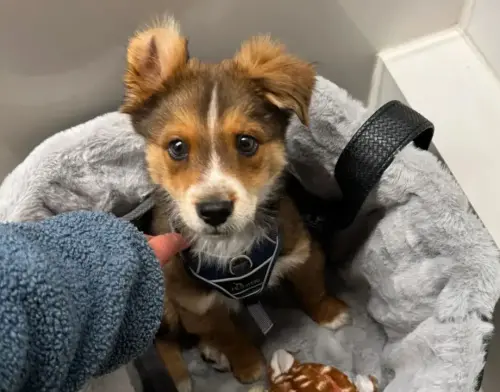 ▲狗狗在4個月內耳朵就變化了超過4次以上，有時變得十分搞笑又滑稽。（圖／翻攝搜狐）