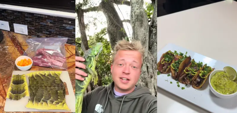 ▲佛州網友分享烹煮綠鬣蜥塔可，影片在TikTok上吸引300萬次觀看。（圖／翻攝自Tiktok／gray.davis）