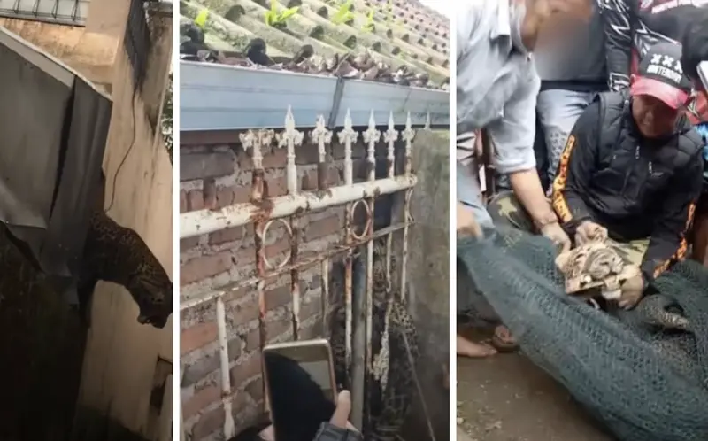 ▲一頭爪哇花豹闖入印尼西爪哇省村落，攻擊居民後躲進民宅，最後被救援人員以捕獸網制伏。（圖／翻攝自羅盤報）