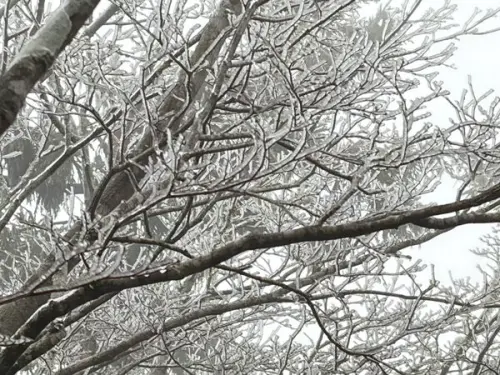 ▲冰霰從天而降，加上樹葉結上雪白的霧淞，銀白景象仍讓遊客相當興奮。（圖／太平山國家森林遊樂區提供）