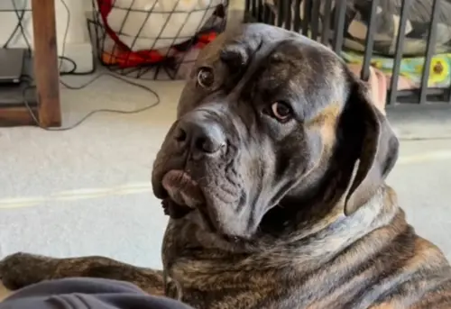 狗狗整天「盯著主人看」以為生病！獸醫檢查問飼主1句：真相反轉
