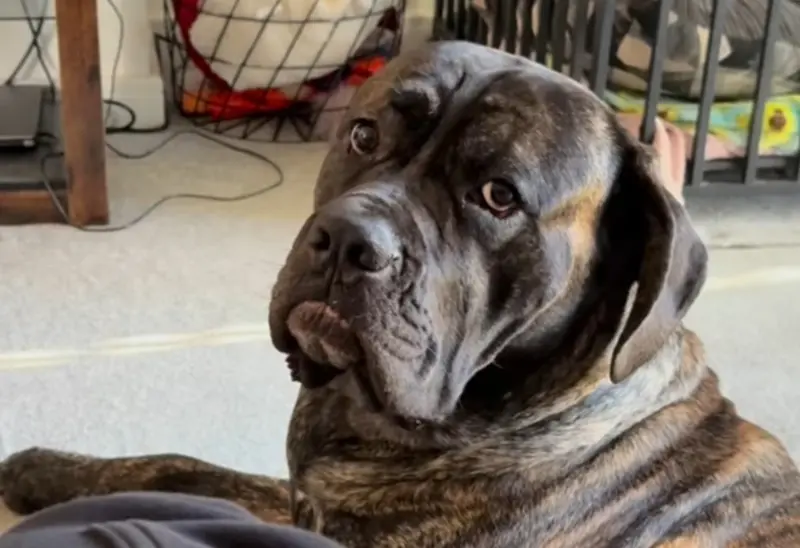 ▲有隻狗狗近日整天都盯著飼主看，反常行為被認為是生病，沒想到一帶去看獸醫竟真相大反轉。（圖／IG@jadeemily21）