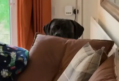 ▲某次飼主準備要出門時，狗狗突然從沙發後探出頭，盯著主人確認狀況。（圖／IG@jadeemily21）