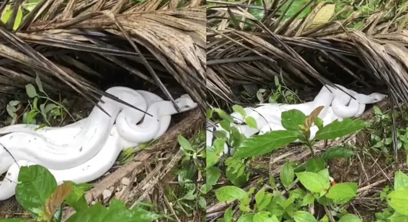 ▲印尼廖內省一處油棕園發現罕見的純白蟒蛇，全身潔白無瑕的模樣引發網路瘋傳。（圖／翻攝自Berita Riau）