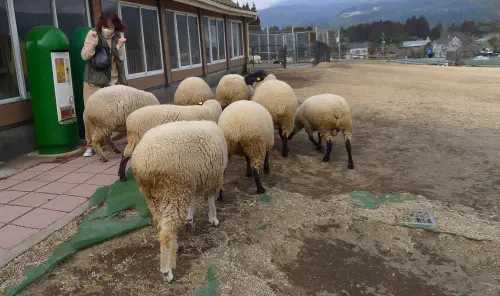 ▲羊群看到遊客手拿飼料太熱情包圍起來，不少人因此驚嚇逃竄。（圖／記者張鴻儀攝）
