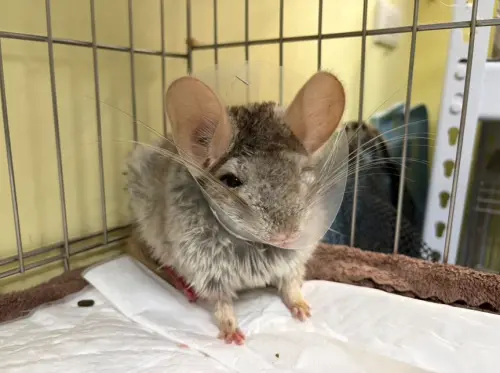 ▲好心人擔心龍貓遭遇不測，隨即小心翼翼將紙箱帶下山，並緊急通報新北市政府動物保護防疫處尋求協助。（圖／新北動保處）