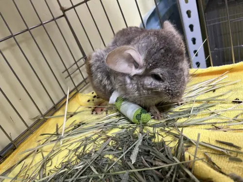 ▲這隻歷劫歸來的龍貓已轉交由愛鼠協會接手，進行後續更專業的安置與照護。（圖／新北動保處）