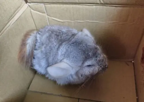 身價破萬龍貓慘遭棄養！蜷縮紙箱內發抖　好心人出手救回一命
