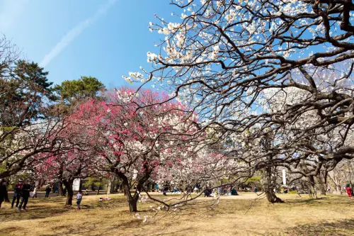 東京近郊「自然界隈」潛力景點！3月看WBC之餘還可來這
