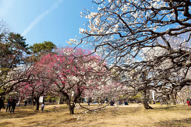 ▲日本東京近郊小金井公園是賞櫻景點之一。（圖／擷取自東京都公園協會官網tokyo-park.or.jp）