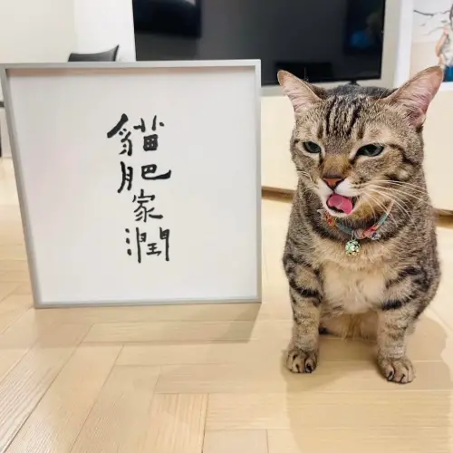 ▲蔡英文的毛寶貝「蔡想想」與何景窗代表作「貓肥家潤」合影，萌翻一票網友。（圖／翻攝自蔡英文臉書）