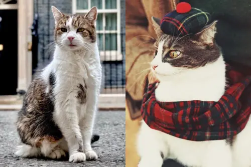 英國「捕鼠大臣」任職滿15年！在位歷經6任首相：政壇最穩定官員
