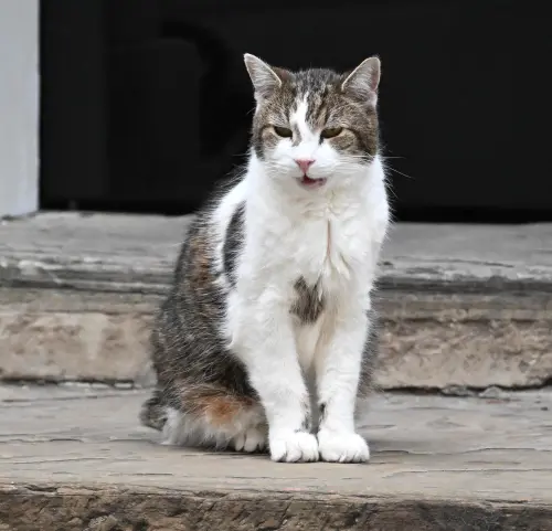 ▲賴瑞身為捕鼠大臣，見證了6位首相來來去去，地位始終不動如山。（圖／翻攝自X@Larry the Cat）