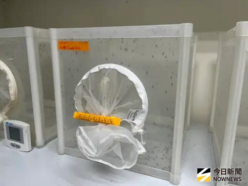 ▲養蚊子不只恆溫要維持25度、濕度60%，且要每天餵糖水。（圖／記者張乃文攝）