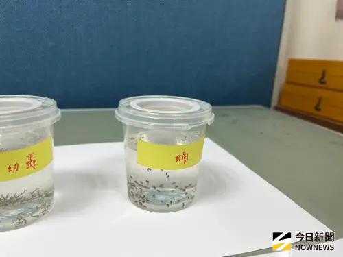▲病媒蚊的防治研究上，包括氣候變遷及藥劑的效用等，都是病媒實驗室要持續偵測及研究的。（圖／記者張乃文攝）