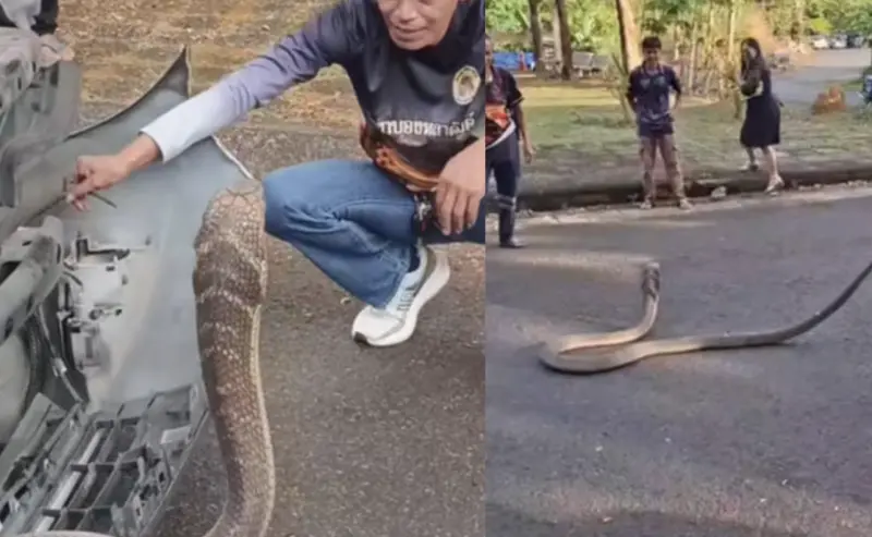 ▲全長逾三公尺的蛇在車內橫行逾四小時，幸好最終由救援人員成功捕獲，未造成人員傷亡。（圖／翻攝自芭達雅郵報）