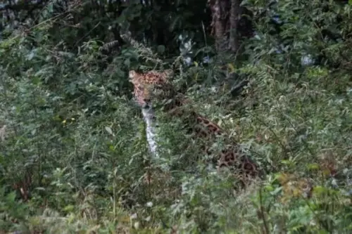 ▲在六盤山國家級自然保護區出沒的金錢豹。（圖／翻攝自人民日報）