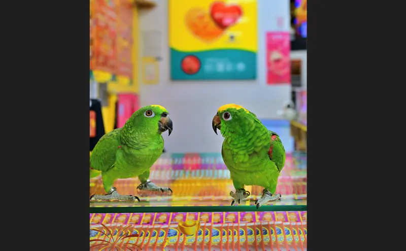 ▲台灣彩券公司今（11）日透露，苗栗一位年約40歲男子在彩券行挑刮刮樂時，店裡的鸚鵡突然開金口喊「祝您中大獎」，讓他決定買一本回家刮，結果真的中了100萬元。（圖／台灣彩券公司提供）