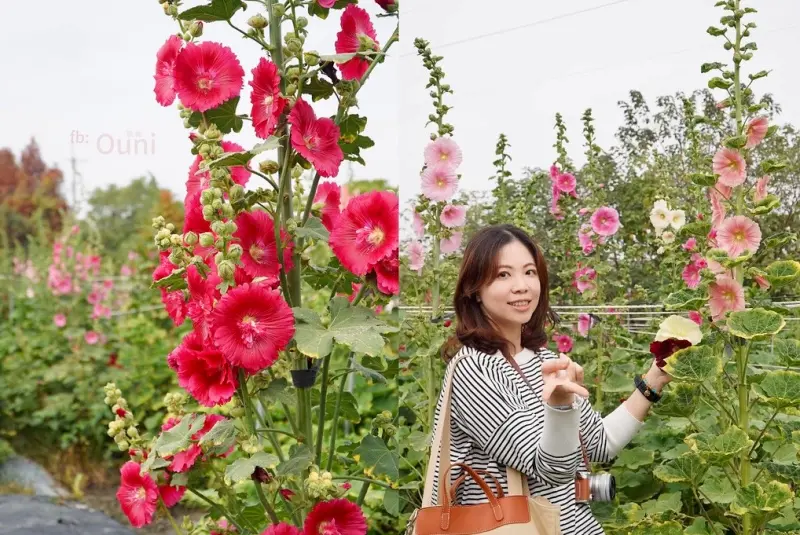 ▲ 彰化縣田中窯創藝園區蜀葵花季燦爛登場，二萬棵蜀葵花怒放，繁花似錦，賞花走春首選。（圖／業者提供）   