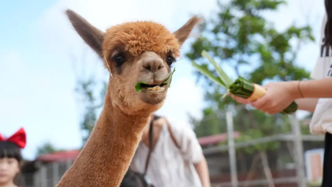 ▲桃園經營長達70年的「埔心牧場」驚傳將暫時劃下句點。埔心牧場公告宣布，過年後2月23日正式休園進行重整，民眾傻眼是要轉型成三立影城嗎？原因曝光。春節門票優惠150元快朝聖萌萌村與草泥馬、水豚道別。（圖／翻攝自埔心牧場FB）
