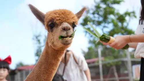 70年埔心牧場2/23休園！轉型三立影城？春節門票150元優惠快朝聖
