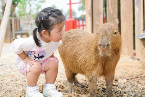 ▲網友憂心埔心牧場休園是為轉型三立影城。（圖／翻攝自埔心牧場FB）