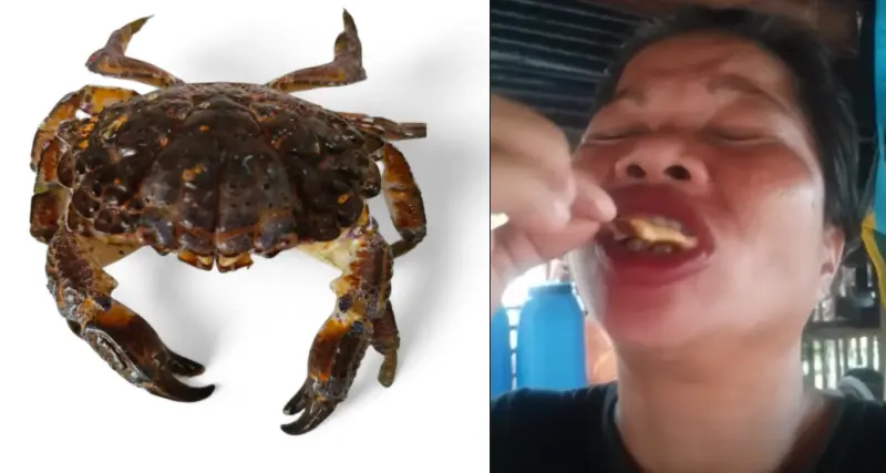 ▲菲律賓美食網紅阿密特（Emma Amit）誤食劇毒「魔鬼蟹」（devil crab），中毒抽搐，送醫搶救2天後仍身亡。（圖／翻攝自臉書）