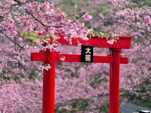 獨／「新北最美櫻花林」爆違法占地4764坪　 判拆鐵門、賠地主5萬
