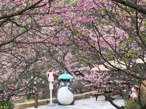 ▲三峽大熊櫻花林園區的造景主打日式風格，頗受遊客歡迎。（圖／翻攝臉書）