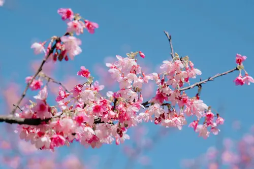 ▲三峽大熊櫻花林每年1到3月是花季，輪流盛開三色櫻、八重櫻、香水櫻、吉野櫻等品種。圖為小富士櫻。（圖／翻攝臉書）