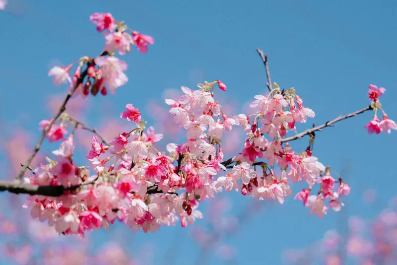    ▲三峽大熊櫻花林每年1到3月是花季，輪流盛開三色櫻、八重櫻、香水櫻、吉野櫻等品種。圖為小富士櫻。（圖／翻攝臉書）  