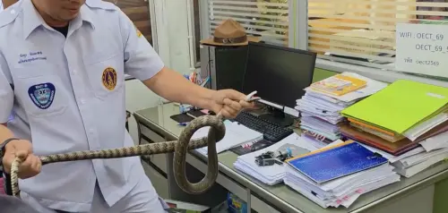 影／辦公室有2公尺大蛇！泰國公務員嚇到奪門而出

