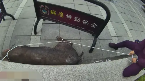 ▲黑豬遭到員警圍捕時一度暴走，員警見狀緊急安撫：「豬豬不要！」。（圖／翻攝畫面）