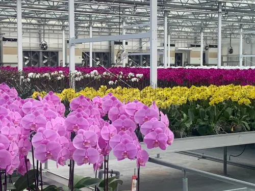 ▲ 台美兩國簽署「對等貿易協定(ART)」後，豁免的261項農產品其中包括台南輸美的產品，如蝴蝶蘭、火鶴花、台灣鯛、虱目魚、番石榴、毛豆等。（圖／南市府提供）