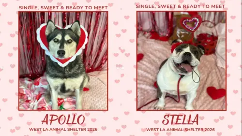 牠們也需要愛！美國收容所情人節幫狗狗盛裝打扮　盼有緣人收養
