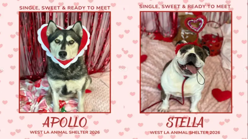 ▲美國洛杉磯一間動物收容所和動保組織，趁著情人節到來，為狗狗們舉辦一場尋找有緣人收養的活動。（圖／翻攝自紐約郵報）