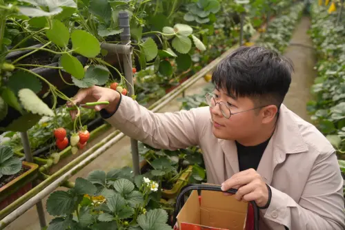北市港湖馬年走春不必遠行　陳冠安推薦白石湖採草莓
