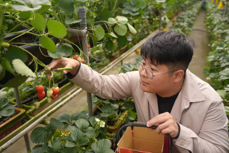 ▲議員參選人陳冠安推薦，馬年走春可以到台北市的白石湖採草莓。（圖／陳冠安提供）