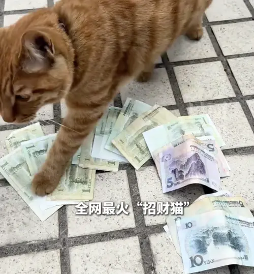 ▲▼女子飼養的橘貓「阿奴」趁鄰居長期不在家，多次潛入對方陽台或屋內，將散落地面的紙鈔叼走，再若無其事地帶回自家，讓她看完監視器哭笑不得。（圖／翻攝自微博）