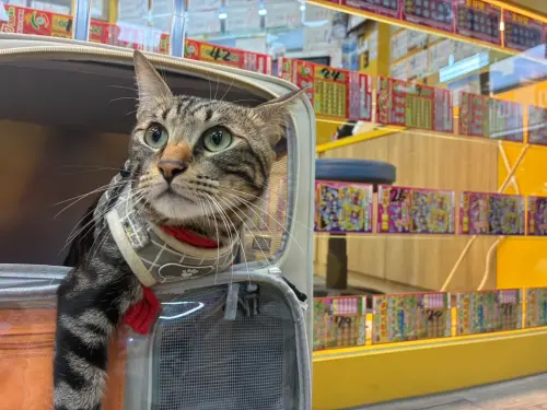 愛貓抓狂暴衝彩券行！神爪一「抓」阿嬤驚喜刮出100萬還一度看錯
