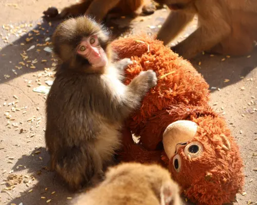 ▲屬猴的朋友人脈廣泛，為他們帶來更多合作機會和財富，讓收入居高不下。（示意圖／翻攝自Ｘ／@ichikawa_zoo）