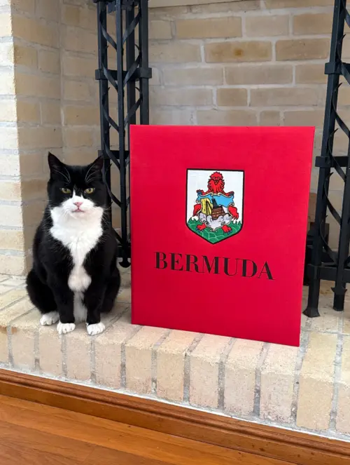 英國前「捕鼠大臣」逝世！享壽13歲　46萬網友湧官方訃聞哀悼
